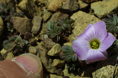 Oxalis adenophylla