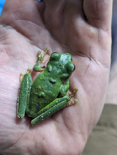 Litoria angiana observed 2023-07-07