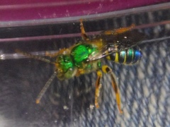 Agapostemon poeyi