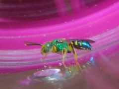 Agapostemon poeyi