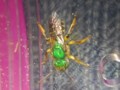 Agapostemon poeyi