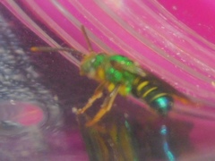 Agapostemon poeyi