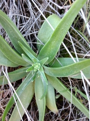 Dudleya saxosa collomiae