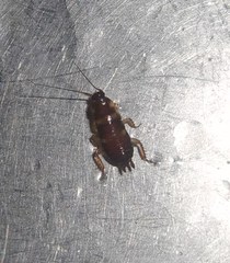 Blattoidae