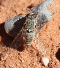 Aphoebantus