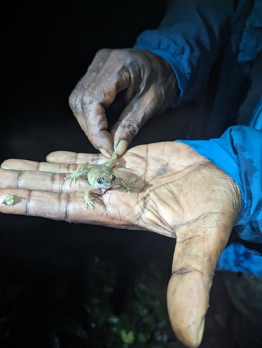 Copiula derongo, 2023-07-06
