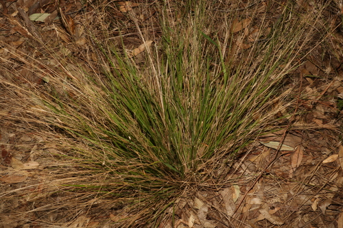 Image of Panicum simile by (c) Greg Tasney, some rights reserved (CC BY-SA)