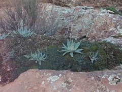 Dudleya saxosa collomiae