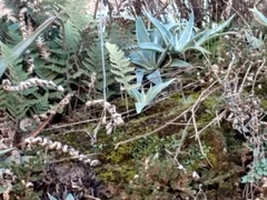 Dudleya saxosa collomiae
