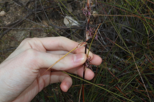Image of Schoenus villosus by (c) Thomas Mesaglio, some rights reserved (CC BY)