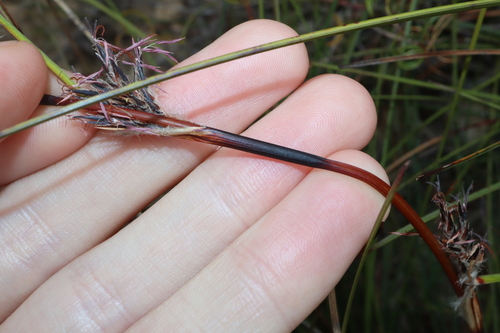 Image of Schoenus villosus by (c) Thomas Mesaglio, some rights reserved (CC BY)