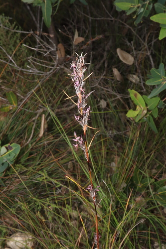 Image of Schoenus villosus by (c) Thomas Mesaglio, some rights reserved (CC BY)