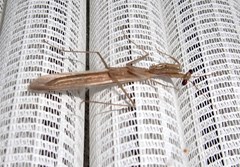 Miomantis caffra