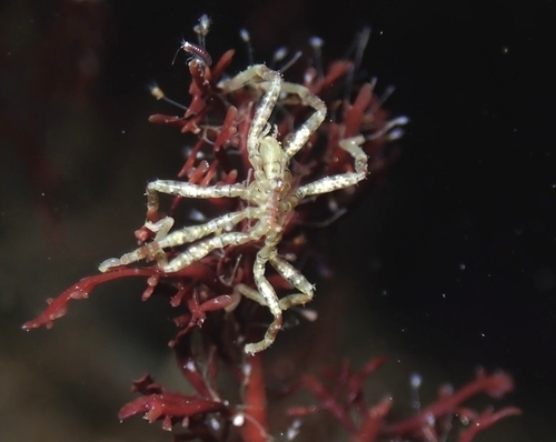 Hilgendorf's Sea Spider, Orange County, CA, USA, photo 9 of 10