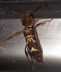 Neoclytus tenuiscriptus