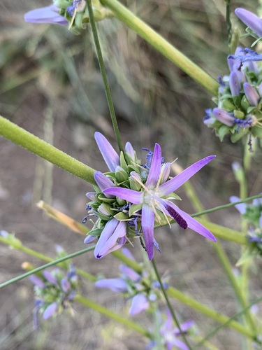 Asyneuma pulchellum