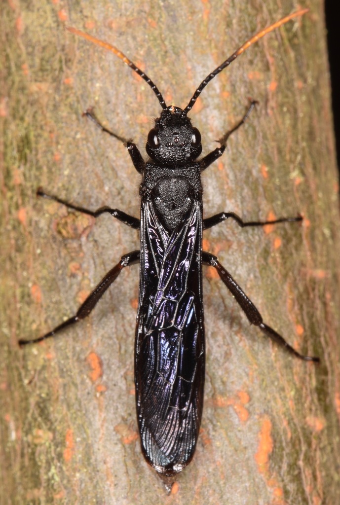 Black-and-red Horntail
