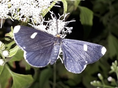 Melanchroia vazquezae