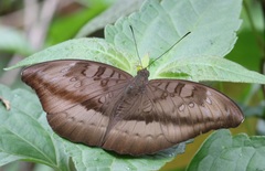 Euthalia telchinia