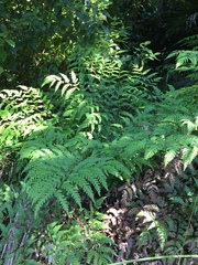 Pteris carsei