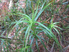 Dracophyllum sinclairii