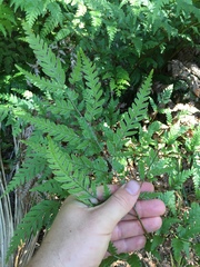 Pteris carsei