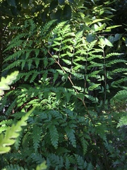 Pteris carsei