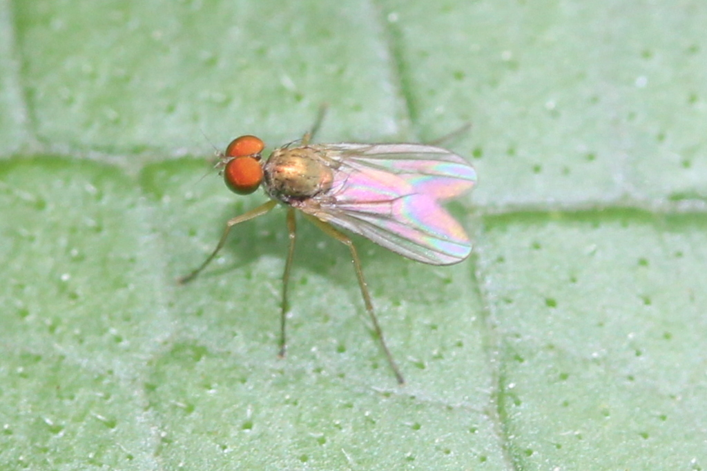 Chrysotus mundus