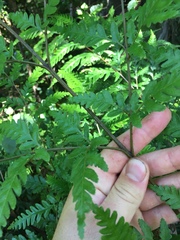 Pteris carsei