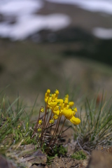 Calceolaria polyrhiza