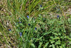 Gentiana sceptrum