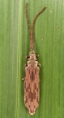 Tenomerga cinerea