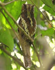 Feline Owlet-Nightjar photo 2