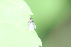 Diaphorinae