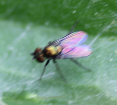 Diaphorinae