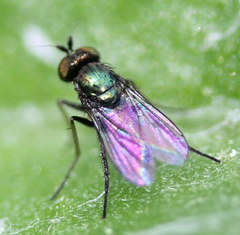 Diaphorinae