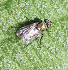 Diaphorinae