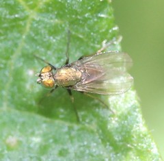 Diaphorinae