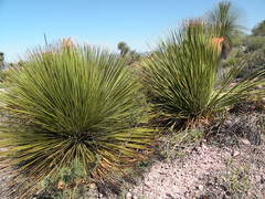 Dasylirion miquihuanense