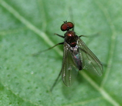 Diaphorinae