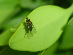 Diaphorinae