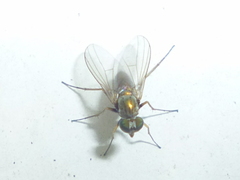 Diaphorinae