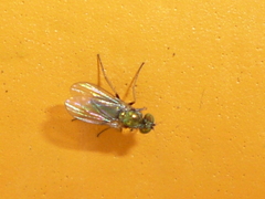 Diaphorinae
