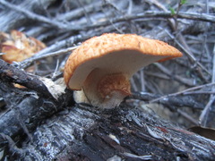 Polyporus mcmurphyi