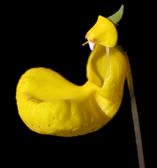 Calceolaria polyrhiza