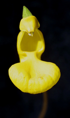 Calceolaria polyrhiza