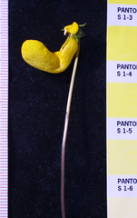 Calceolaria polyrhiza