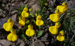 Calceolaria polyrhiza
