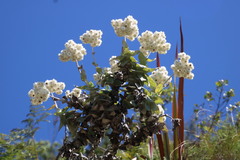 Helichrysum fruticans