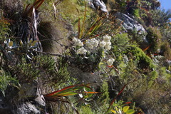 Helichrysum fruticans